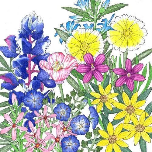 California Low-Growing Native Wildflower Mix (lb)